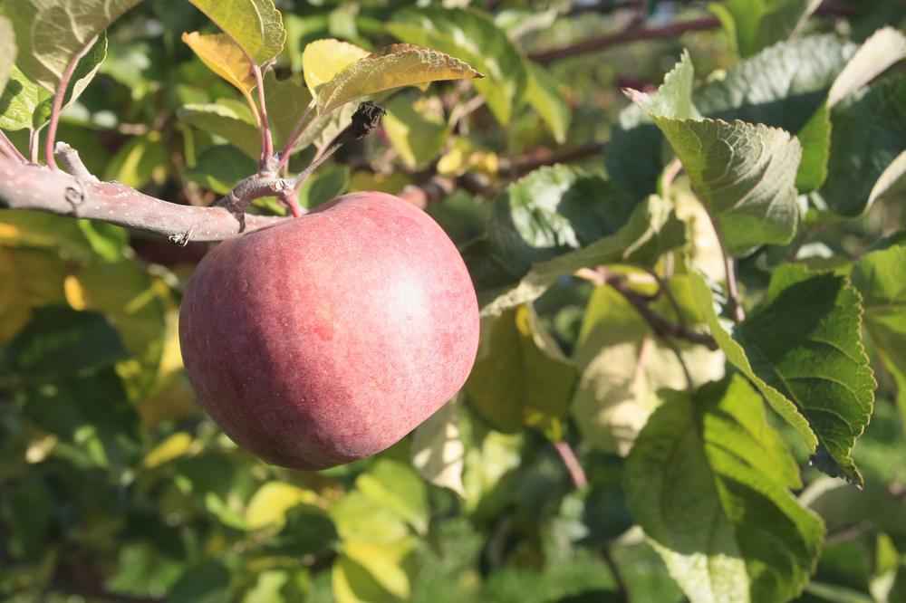 PRAVA ISTINA O KUPOVNIM JABUKAMA ZA KOJU MALO KO ZNA: Ni slučajno ih ne jedite PRE PRANJA ako PRIMETITE OVO (VIDEO)
