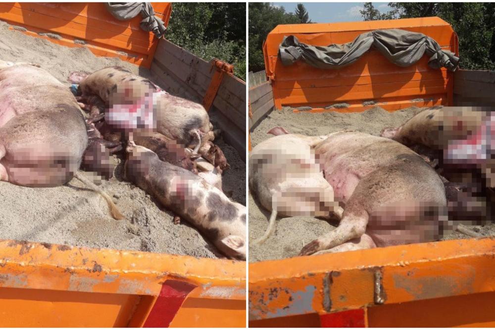 MASOVNI POKOLJ SVINJA U VELIKOJ KRSNI: Inspektori upadaju u domaćinstva i redom ubijaju prasiće!