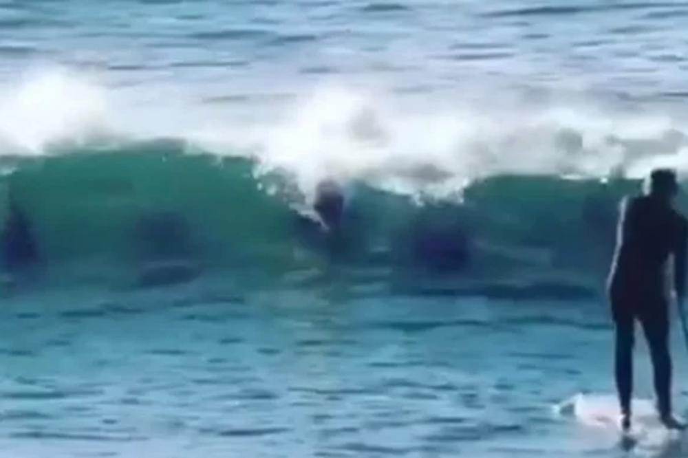 HOROR! MNOGIM BILJKAMA I ŽIVOTINJAMA PRETI TOTALNO IZUMIRANJE: Na crvenoj listi preko 35.765 vrsta!