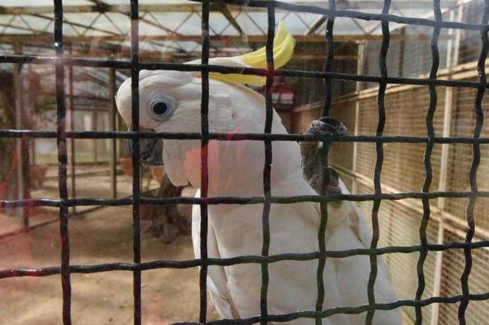 OVO JE TITOV PAPAGAJ KOKI! JOŠ UVEK JE ŽIV I ZABAVLJA TURISTE: Psuje, ali JEDNU STVAR ne otkriva! (VIDEO)