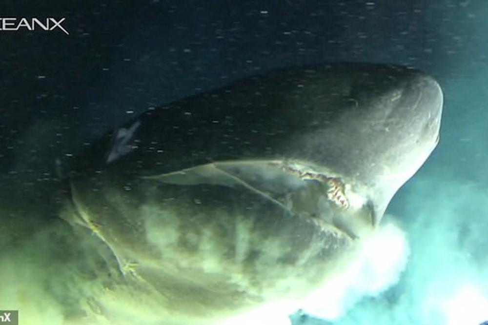 SNIMLJENO ČUDOVIŠTE IZ DUBINE OKEANA: Zastrašujući prizor koji su videli morski biolozi! (VIDEO)