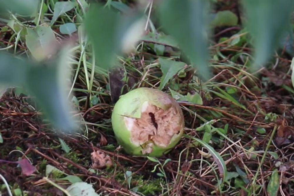 DIVLJALO NEVREME U LESKOVAČKOM KRAJU: Grad veličine lešnika uništio voćnjake, drvo palo na Zorana i Nadicu!