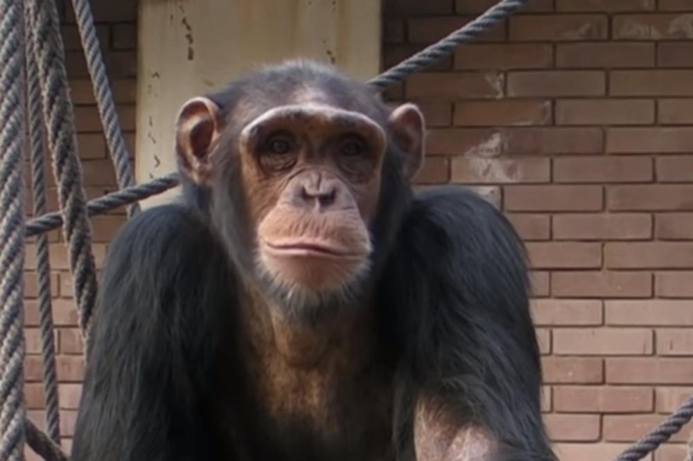 UŽAS NAD UŽASIMA: Desetine majmuna stradalo u požaru u zoo-vrtu!
