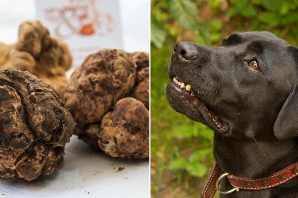 NA TARTUFIMA LAKO MOŽETE DA SE MASNO OBOGATITE: Evo kako to da IZVEDETE!