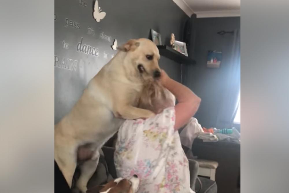 LABRADOR UMALO OTKINUO SKALP BAKI (61): Počelo je kao igra, a onda je žena počela da VRIŠTI (VIDEO)