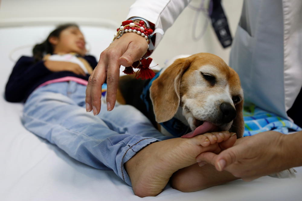 Psi mogu da NANJUŠE KORONAVIRUS! Novo revolucionarno otkriće će zameniti testove?!