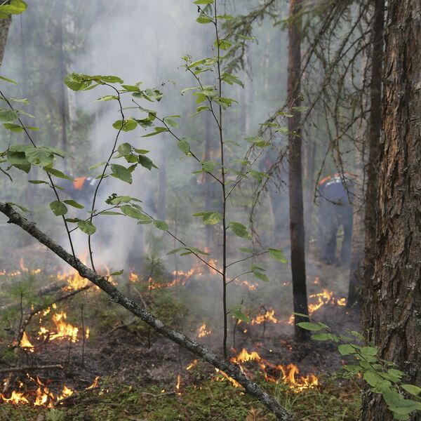 GORI RUSIJA: U toku akcija gašenja 147 šumskih POŽARA koji besne na površini od skoro 303.000 hektara!