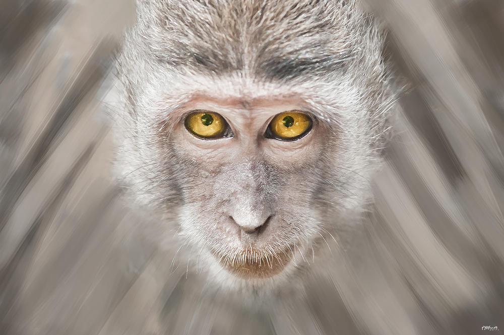 JA MAJMUN: Otvaranje izložbe fotografija Aleksandra Jovkovića