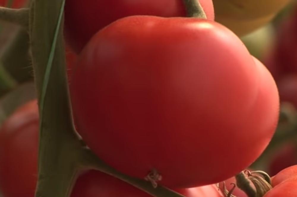 PARADAJZ VIŠE NEMA MIRIS, I IMA UKUS GUME? Otkriveno KAKO POCRVENI PREKO NOĆI, varaju nas SAMO TAKO!