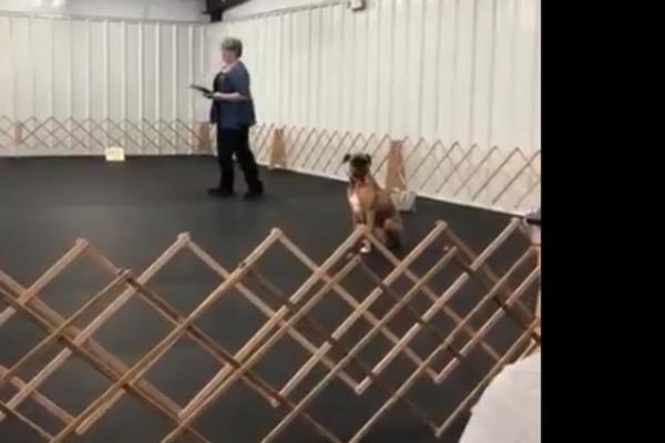 OVAJ PAS JE NOVA ZVEZDA INTERNETA: Učili su ga da dotrči i sedne, a on je izveo POKRET koji je sve oduševio!