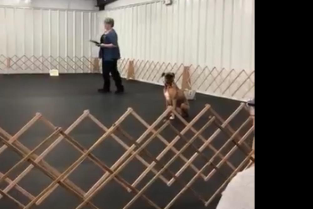 OVAJ PAS JE NOVA ZVEZDA INTERNETA: Učili su ga da dotrči i sedne, a on je izveo POKRET koji je sve oduševio!