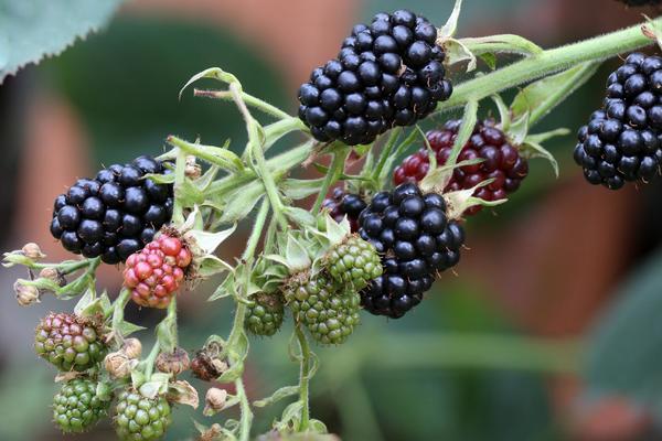 KRENULA BERBA CRNOG ZLATA: Koliko berač može da zaradi po kilogramu?