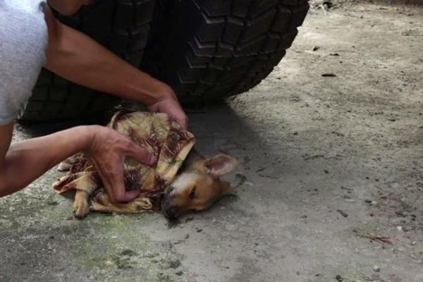 BOLESNI PSIĆ JE LEŽAO ISPOD KAMIONA KAD JE ODUSTAO OD SVEGA: A onda je stigao spas u poslednji čas