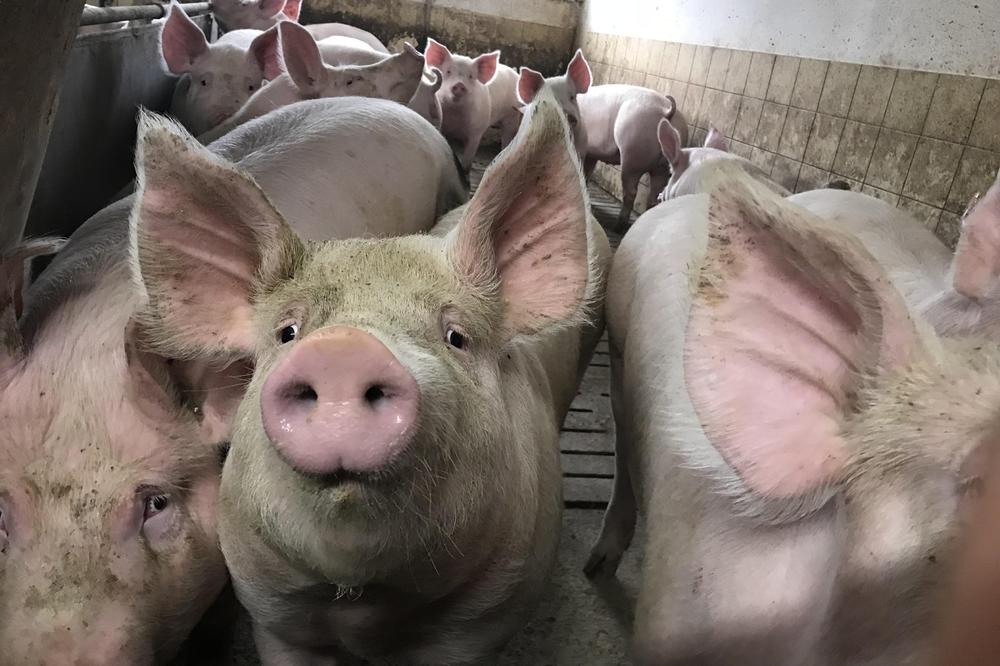 SRBIJA SE JOŠ NIJE REŠILA OVE ZARAZNE I OPAKE BOLESTI: Svinjari su u OGROMNOM PROBLEMU, veoma je ozbiljno