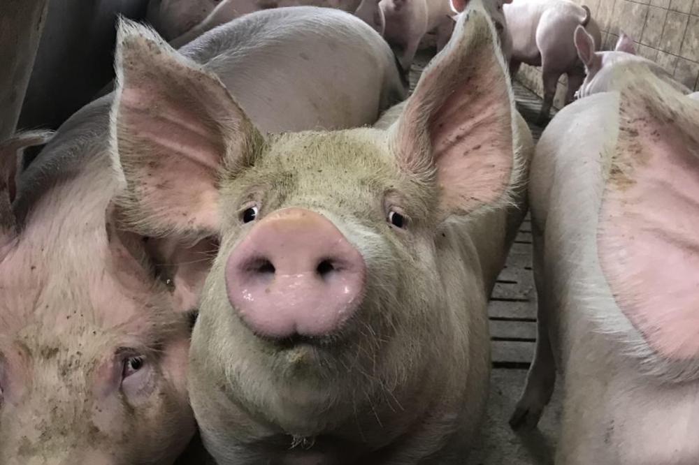 POJAVILA SE SVINJSKA AFRIČKA KUGA BLIZU KRUŠEVCA: Dva simptoma ukazuju na OVU BOLEST