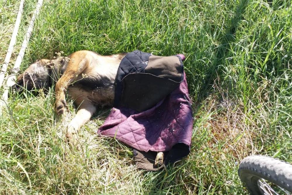 NEZAMISLIV HOROR U SRPSKOM GRADU, KAO U SERIJI WALKING DEAD: Ljudi, ovo je potpuno JEZIVO! (UZNEMIRUJUĆI FOTO)