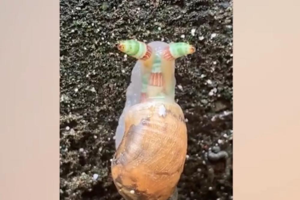 NEMOJTE NIKOME DA ŠALJETE OVAJ SNIMAK: Ovo je nešto NAJJEZIVIJE što ćete danas videti (VIDEO)