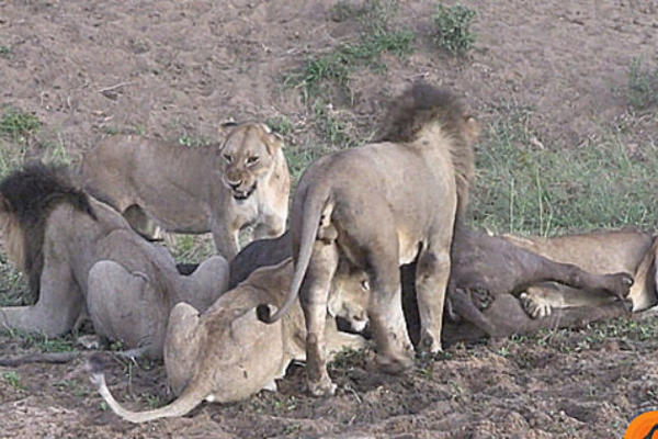 INDISKI SOJ PREŠAO NA LAVOVE! Najnovija vest trese svet