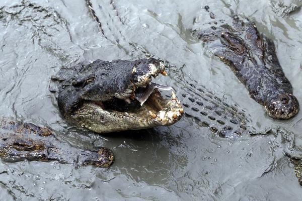 JEZIVA SCENA! Uhvatili krokodila od 6 metara i iz njega izvadili TEK POJEDENU ŽENU (UZNEMIRUJUĆI VIDEO)