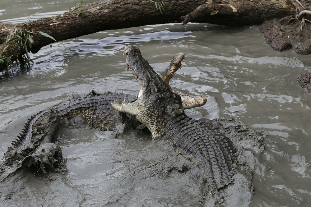 Krokodili 