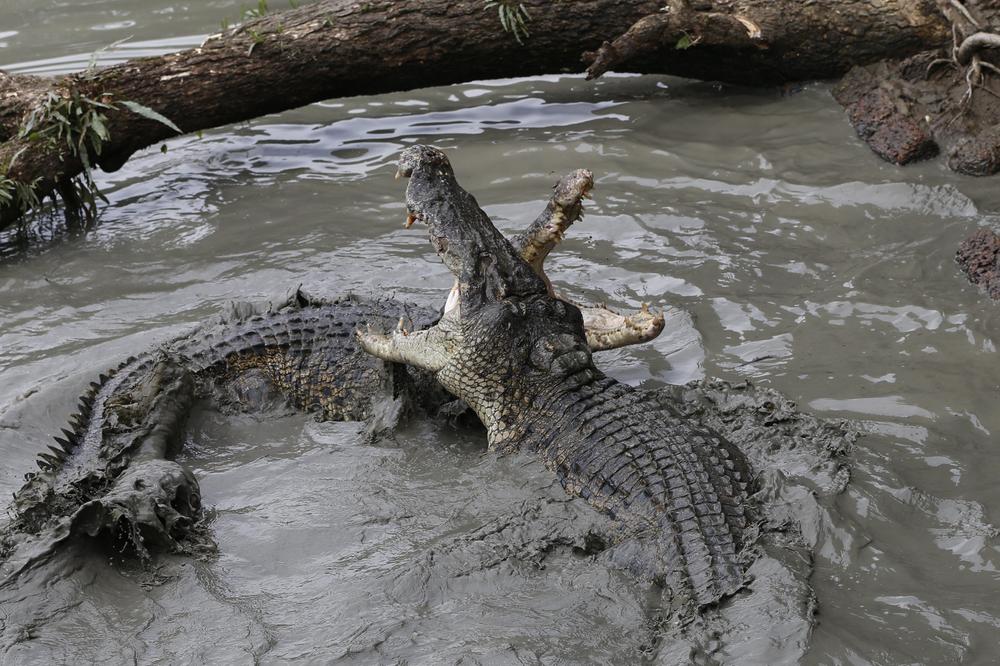 STRAH I PANIKA U ZAPADNOM KEJPU: Krokodili pobegli sa farme! Vlasti ulovile 26, ne zna se koliko ih još luta