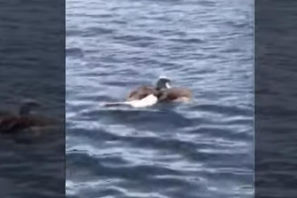 UČINILO IM SE DA SE VELIKI ORAO DAVI U RECI: A onda je on na obalu izvukao nešto OGROMNO! (VIDEO)