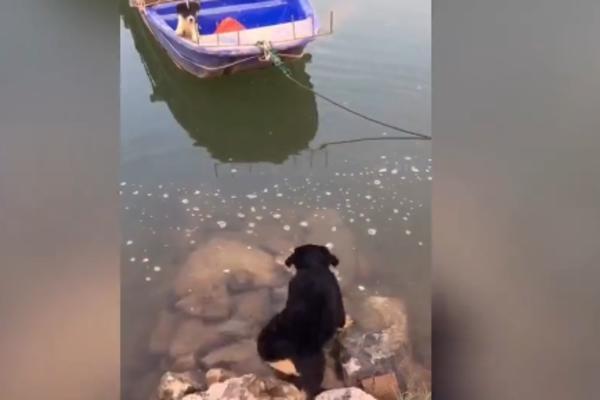 OVAJ PAS JE HEROJ! Uskočio je u duboku vodu da SPASI SVOG MALOG DRUGARA! (VIDEO)