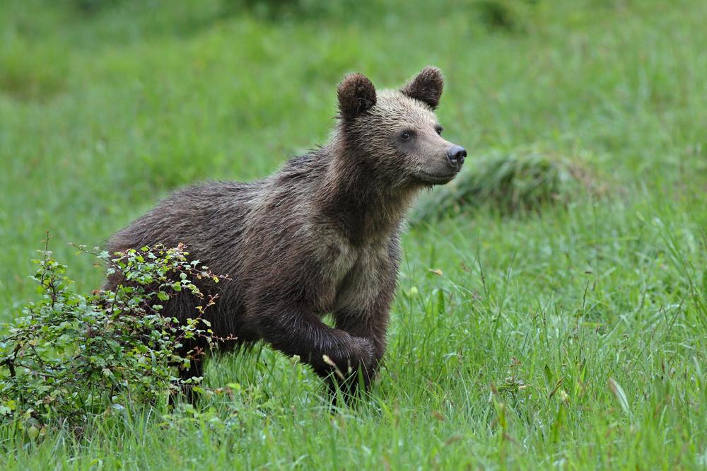 BIVŠEG POLITIČARA USMRTIO MEDVED: Upucao ga U LOVU, ali onda se dogodila TRAGEDIJA!