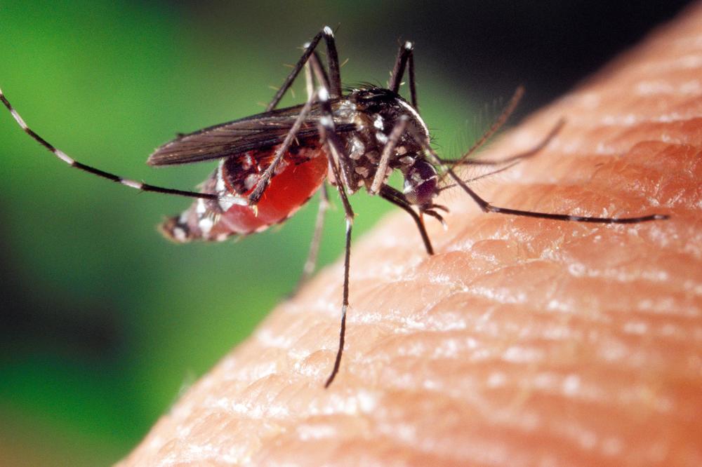 U JEKU BORBE SA KORONOM STIGLA JE OPASNA KRVOPIJA: Malarični komarac u Srbiji, prenosi ove viruse