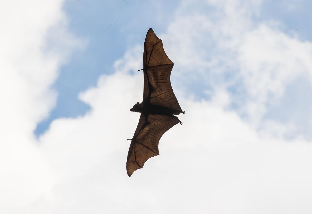 Na slepe miševe ovaj virus ne utiče, ali ga oni prenose