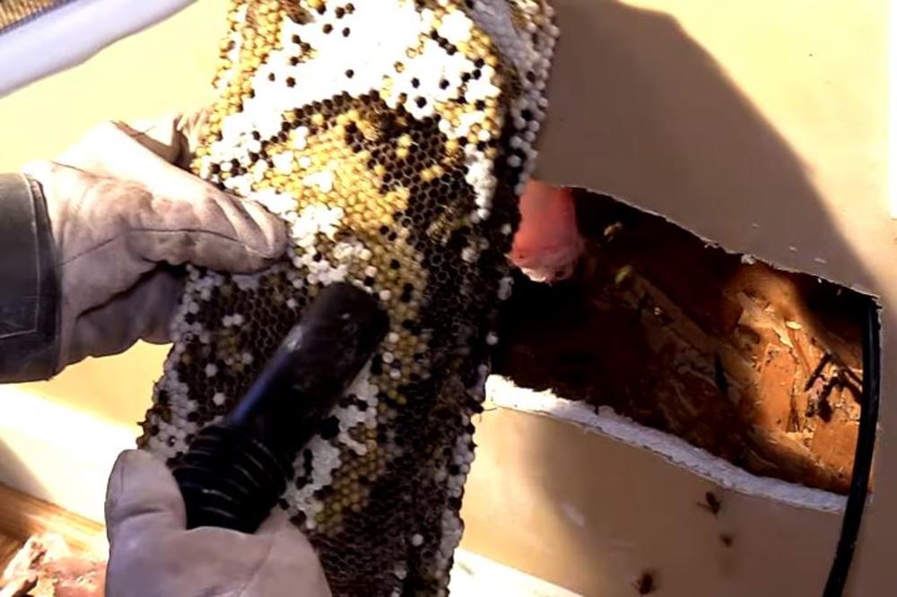 SVAŠTA IZMIŠLJAJU, A IZ SAVEZA PČELARA SU NEZADOVOLJNI: Zbog čega lažni pčelari prijavljuju nepostojeće košnice?