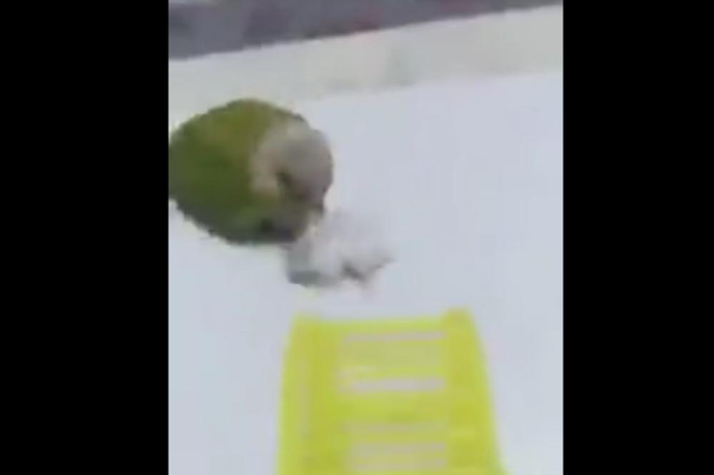 OVAJ PAPAGAJ JE ZAČUDIO CEO SVET: Nećete verovati šta je uradio malom lemingu (VIDEO)