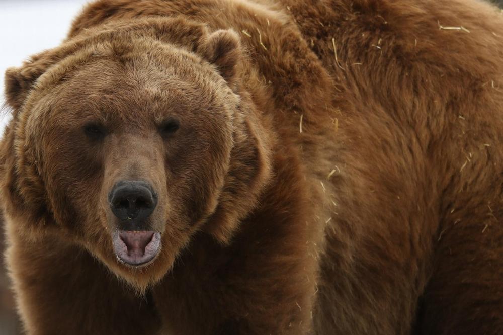 NEOBIČAN FENOMEN! MEDVED se pridružio čoporu VUKOVA u lovu na jelene, pa uradio 1 stvar koja ZBUNILA SVE (VIDEO)