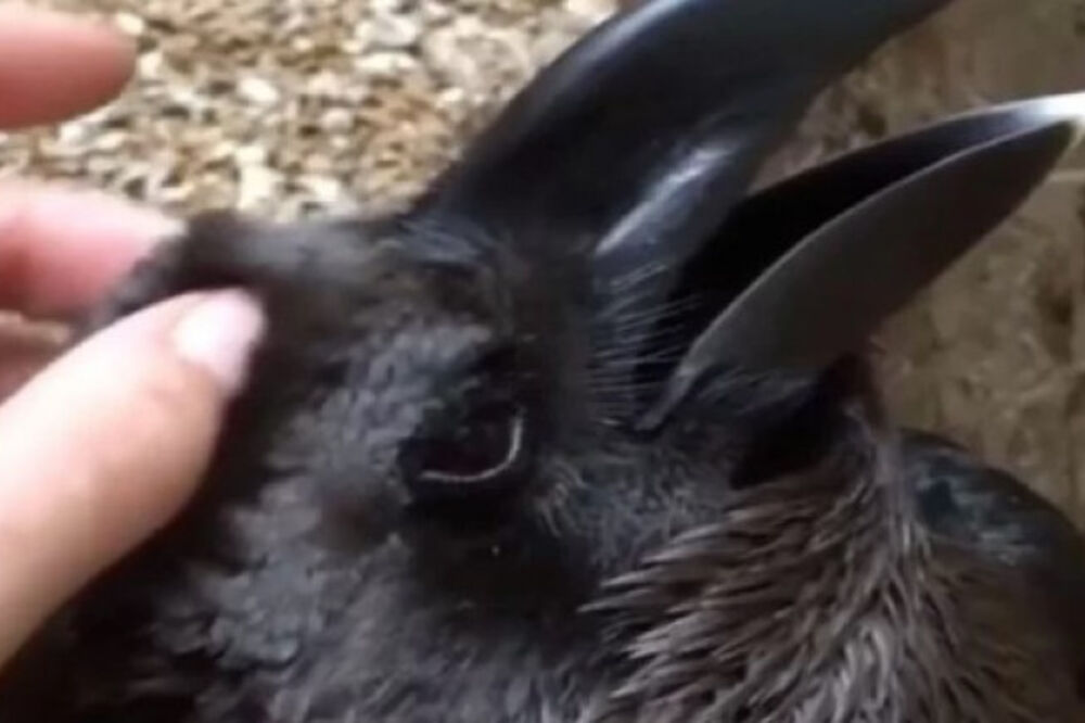 ZEC ILI GAVRAN? Snimak koji je POSVAĐAO CEO SVET! (VIDEO)