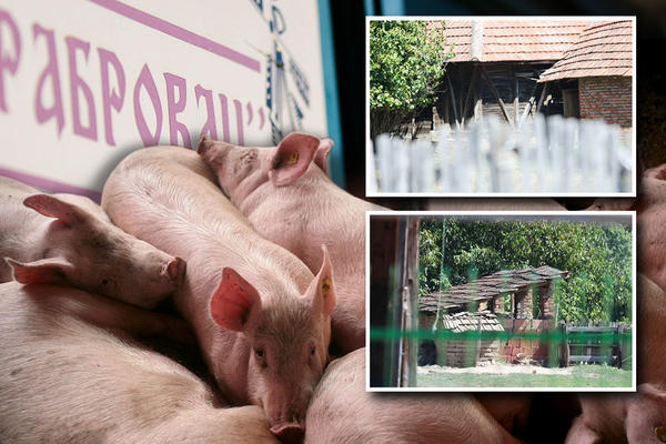 BILI SMO U SRPSKOM SELU U KOME JE UBIJENO 300 SVINJA! Samo što nas nisu linčovali, hteli da nas nataknu na vile!