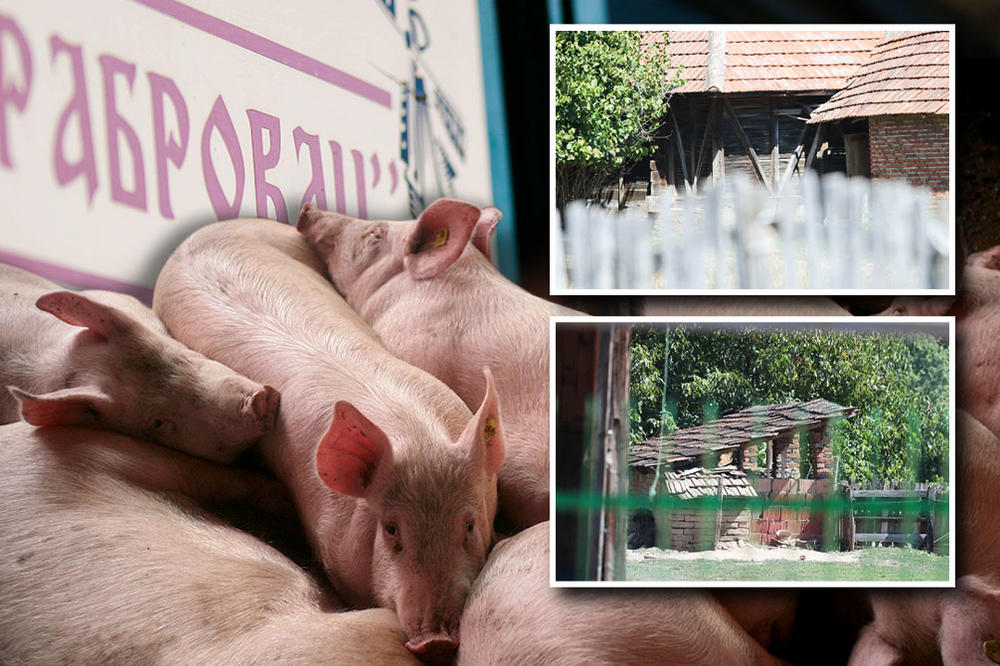 BILI SMO U SRPSKOM SELU U KOME JE UBIJENO 300 SVINJA! Samo što nas nisu linčovali, hteli da nas nataknu na vile!