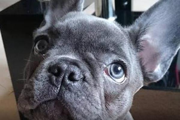 PAS PREMINUO SAMO 15 MINUTA NAKON SVOG VLASNIKA! Mladić (25) se borio sa rakom, a njegov buldog je sve osećao...