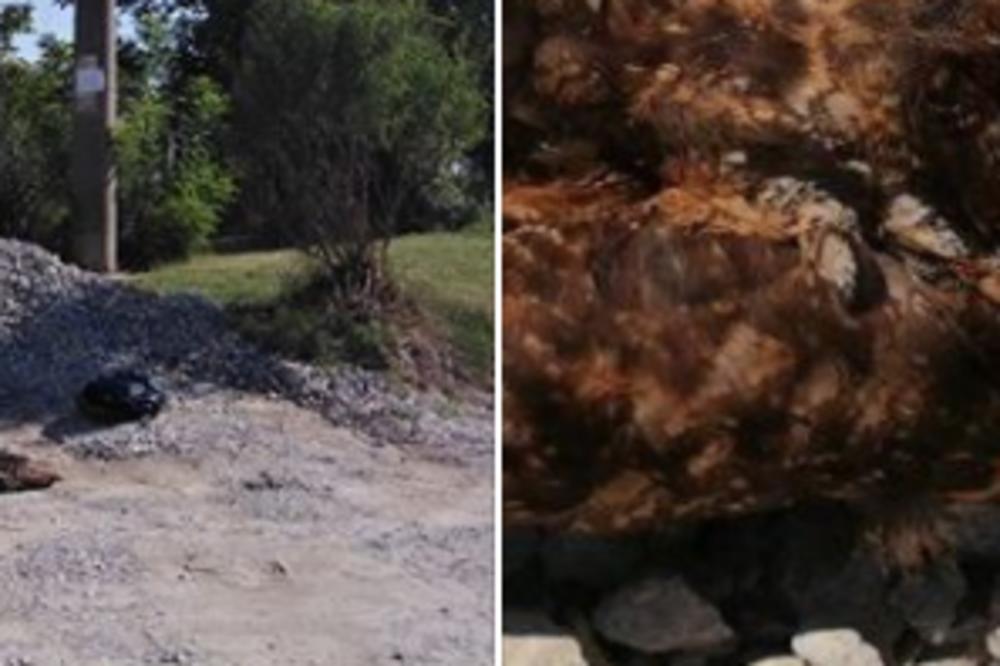 MUČNA SLIKA SA FRUŠKE GORE: Najveća sova se viđa jednom u 50 godina, SAD JE NAĐENA MRTVA ISPOD DALEKOVODA