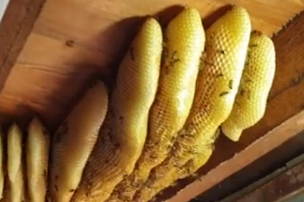 PČELARI U BORBI PROTIV KORONA VIRUSA: Ne zaboravite da pčele čuvaju život na zemlji