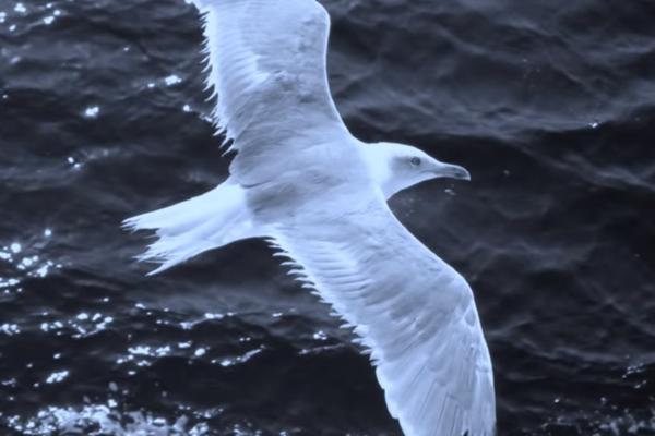 GALEB SPASIO ČOVEKA OD HAPŠENJA! Uhvaćen kako baca sumnjivu kesicu, a onda je ptica doletela i odnela je!