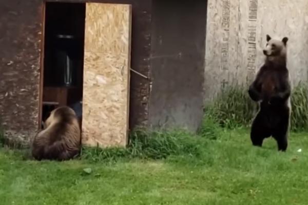 MEDVED JE UPAO U DVORIŠTE, ALI ONDA SU ISTRČALA DVA PSA: Snimljen neverovatan OBRAČUN životinja, pogledajte epilog