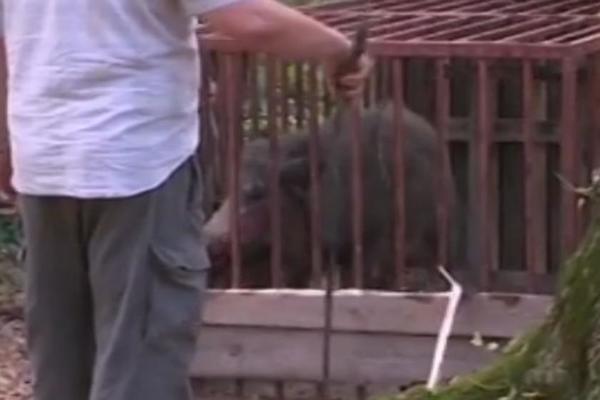 U BEOGRADU UHVAĆENA ZVER OD 130 KG! Ovo je kao u filmovima! (VIDEO)