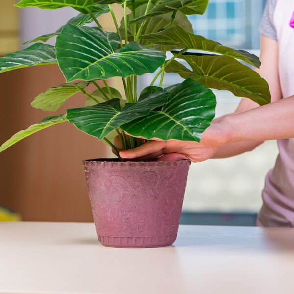 Ove sobne biljke čuvaju vaše zdravlje: U roku od 24 sata mogu da uklone toksične materije, a da to niste znali