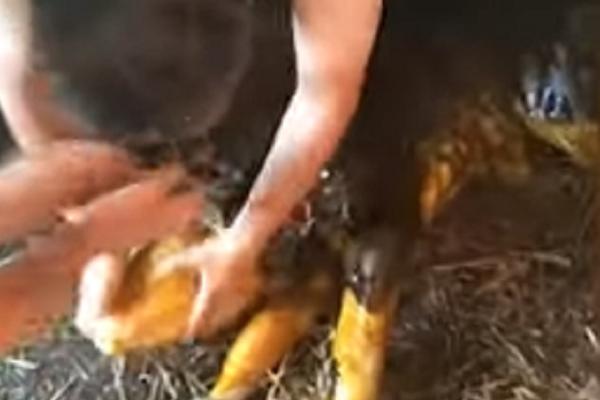 SRPSKI POLITIČAR OTELIO KRAVU! Sada je izašao i neverovatan snimak! (VIDEO)