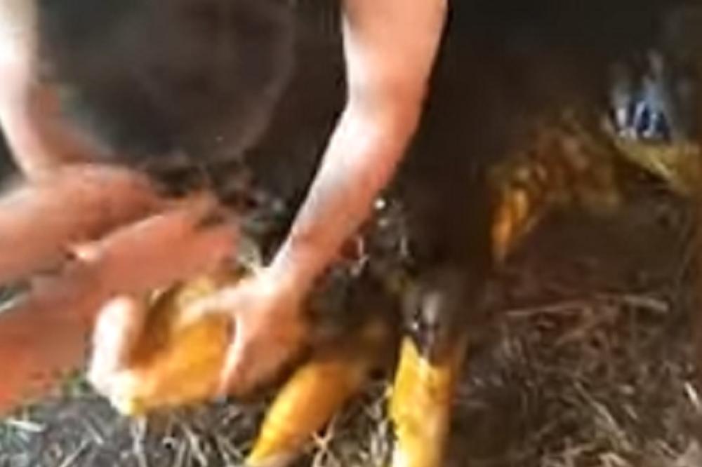 SRPSKI POLITIČAR OTELIO KRAVU! Sada je izašao i neverovatan snimak! (VIDEO)