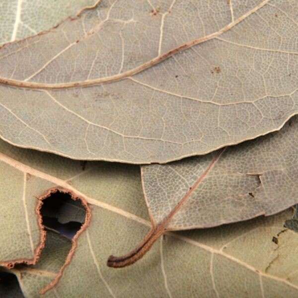 Zašto sve više Srba stavlja lovorov list na vrata? Otkrivamo značenje ovog tajnog rituala