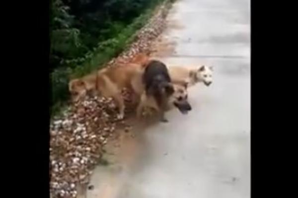 ŠTA RADE OVA ČETIRI PSA? Ovo je NAJNEVEROVATNIJI snimak IKADA! (VIDEO)