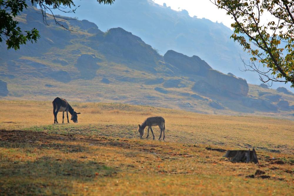 LITAR MLEKA IZ OVOG SRPSKOG SELA PRODAVAĆE SE OD 40 DO 50 EVRA! Niče nova farma, i SIR ĆE BITI PAPRENO SKUP