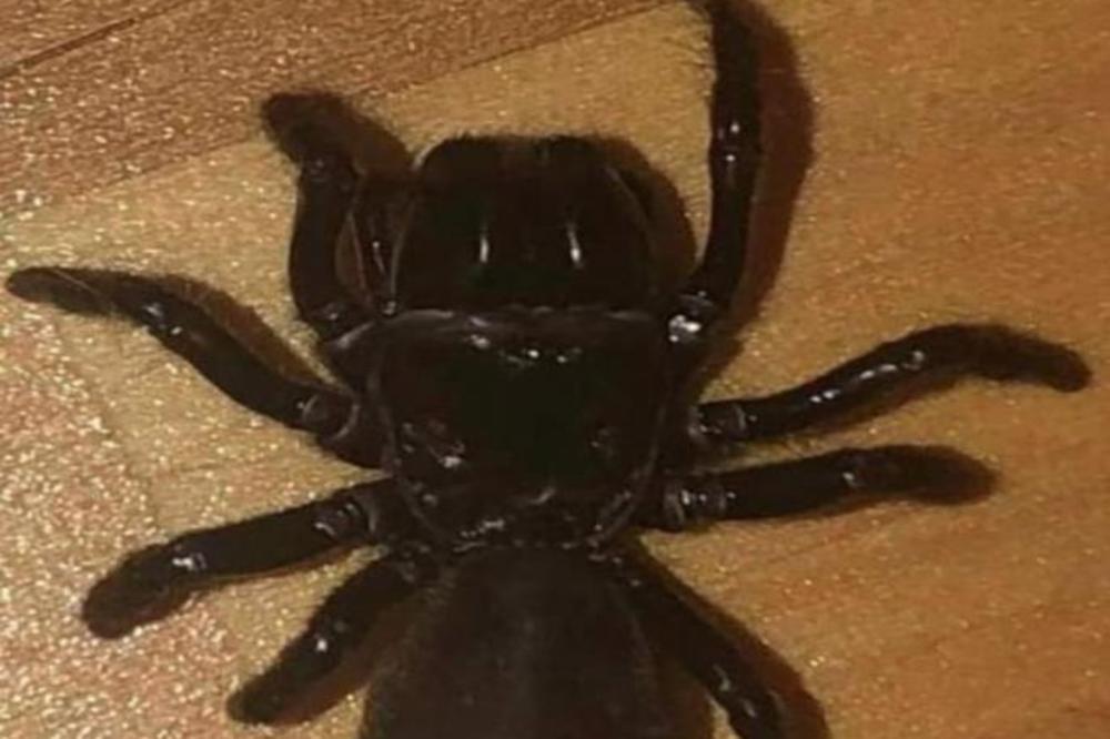 SARAJEVO NA NOGAMA! Jedan od NAJOTROVNIJIH PAUKOVA ušetao u porodičnu kuću!? NIKO NE ZNA ODAKLE SE POJAVIO