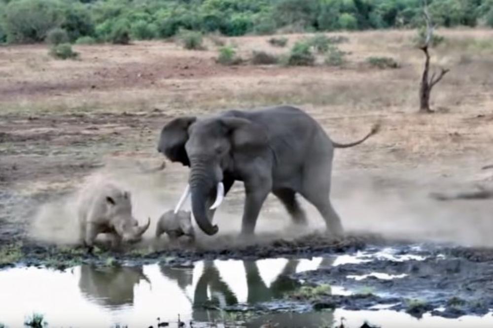 JEDNA JE MAJKA! Mama nosorog nasrnula na puno većeg slona da odbrani mladunče (VIDEO)